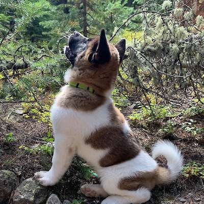 Upcoming Litters