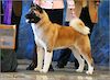 BISS GCH-B Crown Royal's Start'N A Revolution ROM