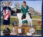 CH MaJer's Racing Stripes ROMP