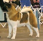 CH Crown Royals See'N Stars ROMPX